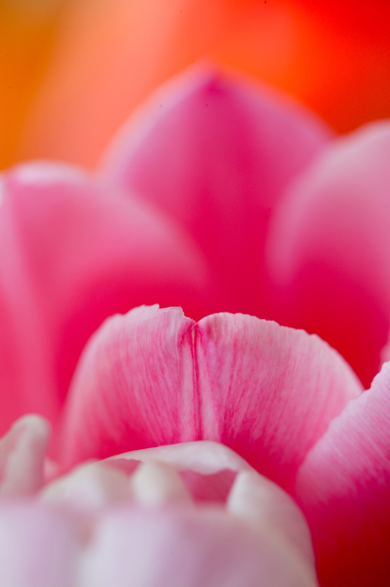 日本の壁に、写真を。