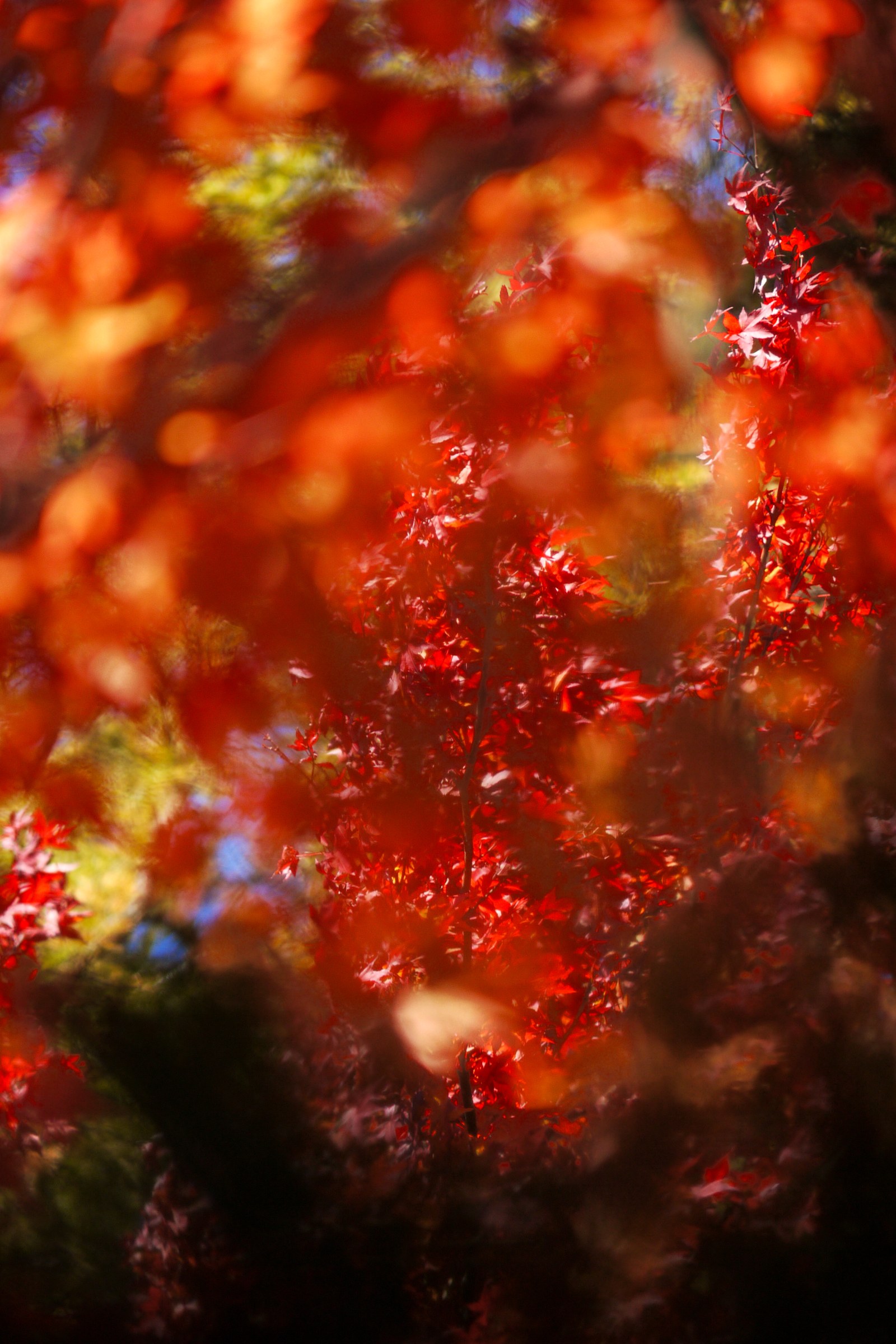 季節で写真を入れ替えるという提案